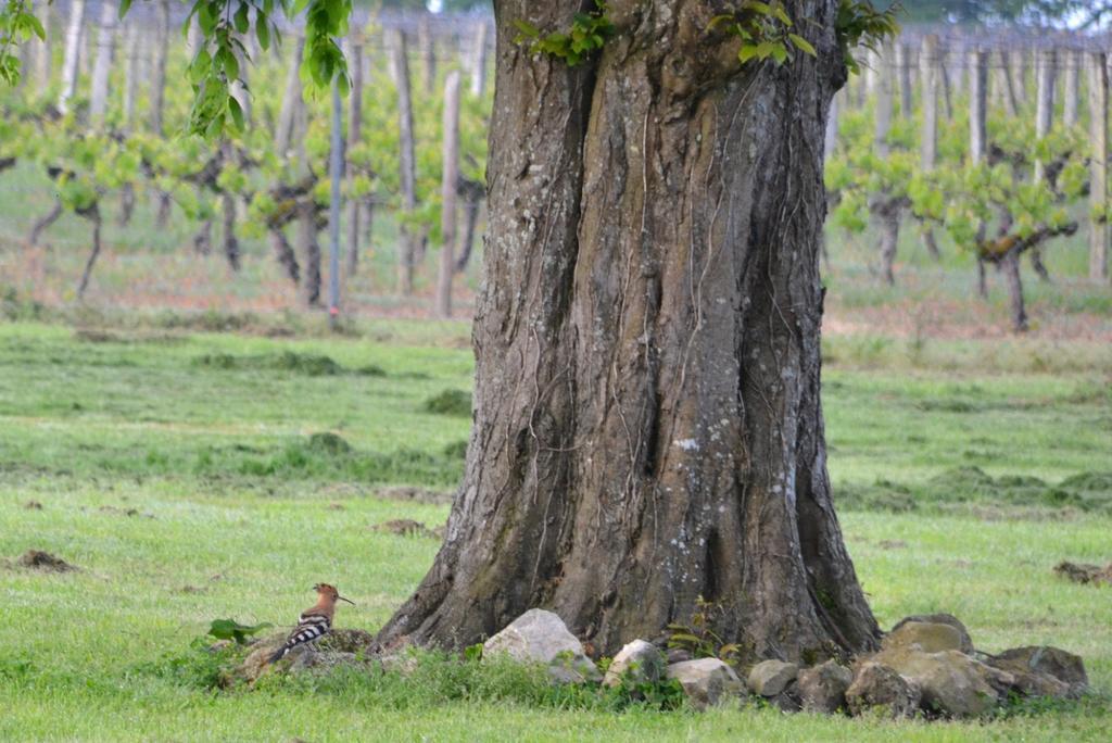 Chambres d'Hôtes La Prévôté Périssac Esterno foto